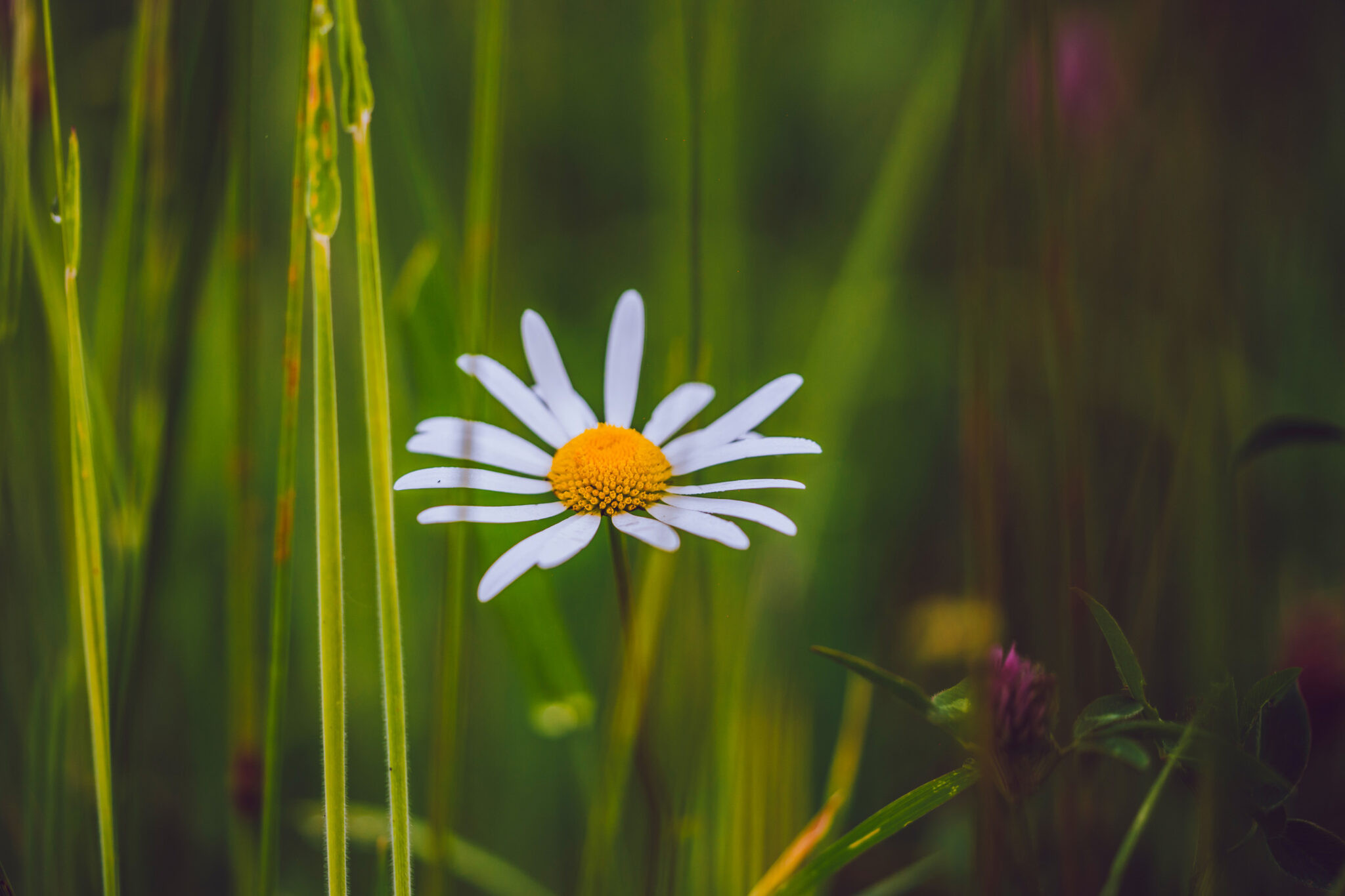 Itsasmendi Urdaibaiko Aromak